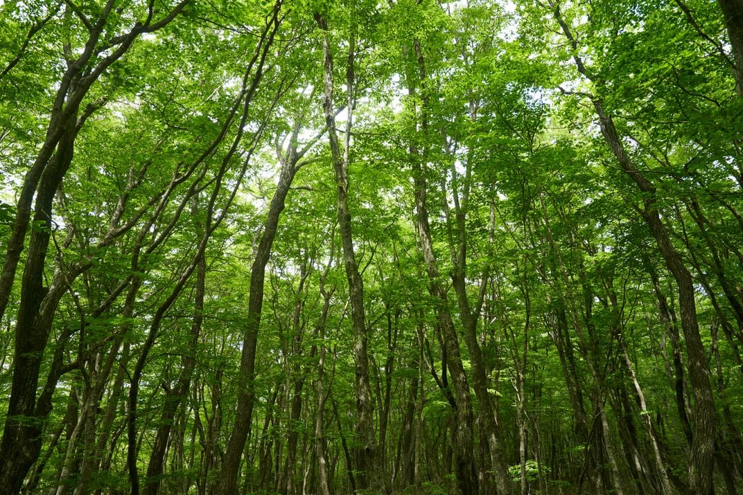 Forest in Eorimok trail, Jeju | Smithsonian Photo Contest | Smithsonian ...