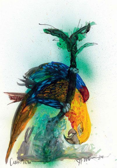 Cuban Macaw, by Ralph Steadman