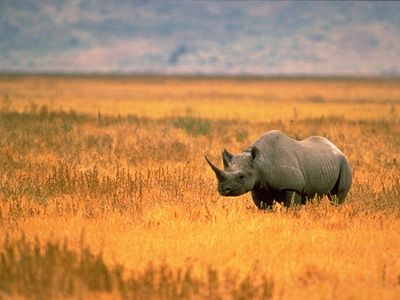 A black rhino in Tanzania. 