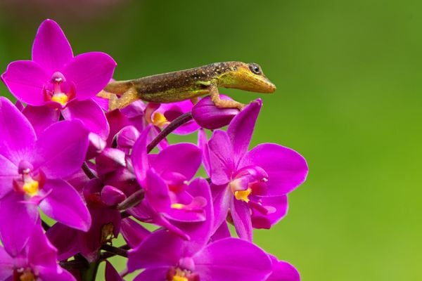 Barbados Anole on Orchids thumbnail