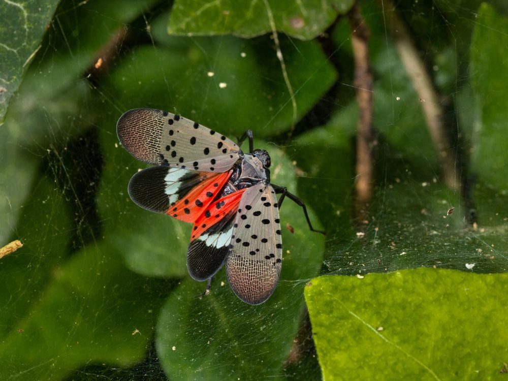 A spotted lanternfly sits among leaves, its front wings brown with black spots and its back wings white, black, and red with black spots