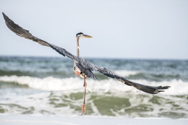 a heron taking flight in the Gulf Coast thumbnail