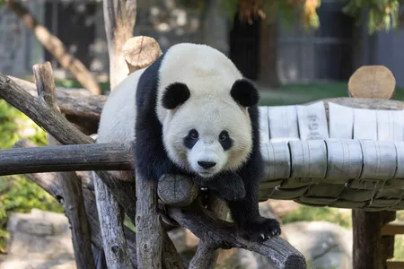 Male giant panda Bao Li plays on a wooden climbing structure. Beginning on January 24, visitors to the National Zoo can finally see Bao Li and Qing Bao in person.