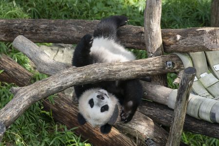 Giant panda Xiao Qi Ji upside-down in a hammock