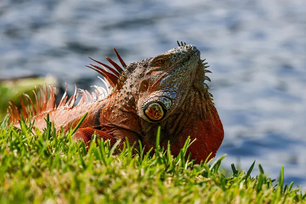 Florida Iguana thumbnail