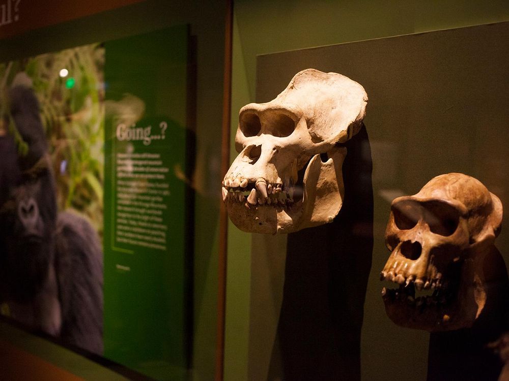 gorilla skull next to human