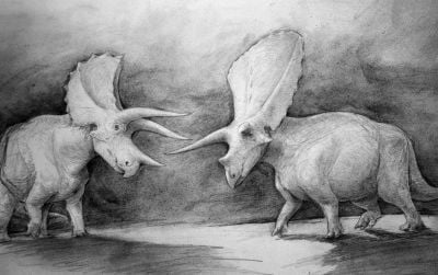 Triceratops (left) and Torosaurus (right)