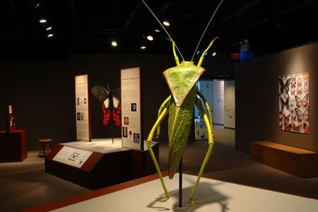A leaf grasshopper (Phyllophorina kotoshoensis).