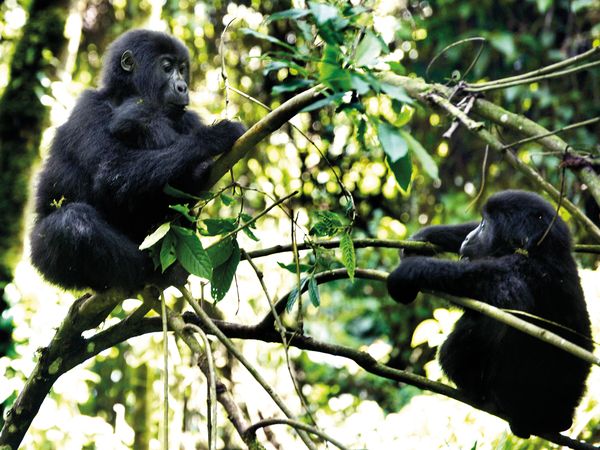 eastern lowland gorillas 3 thumbnail