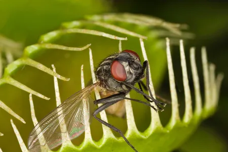 The Venus flytrap&nbsp;Dionaea muscipula&nbsp;is the most sophisticated of the carnivorous plants. Its traps snap shut in a fraction of a second, imprisoning prey in a cage of teeth that line the edges of the trap.