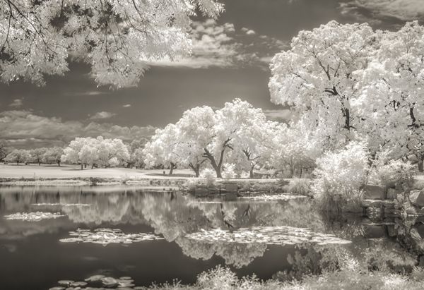 Our Pond in Infrared thumbnail