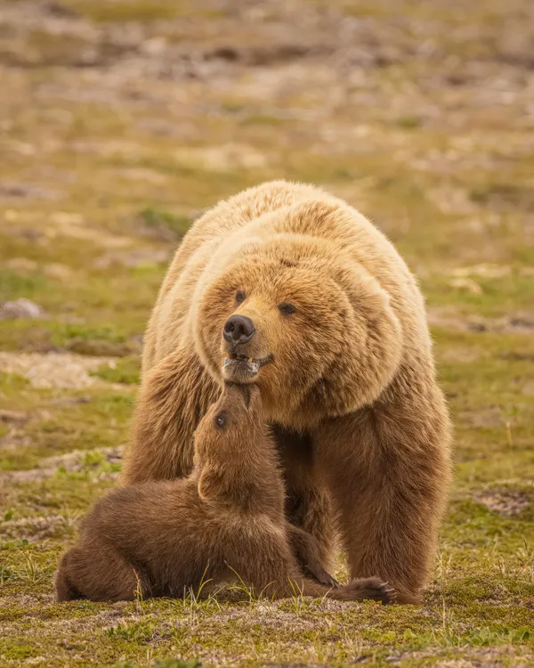 Grizzly Momma With Adorable Cub thumbnail