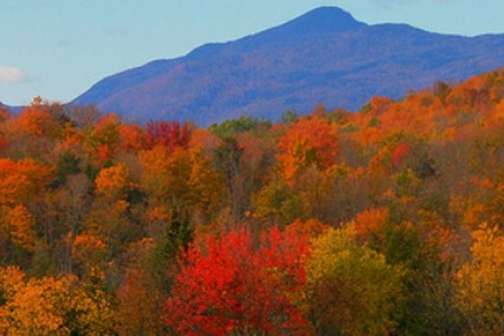 Ecologists warn that New England's maples could be at risk