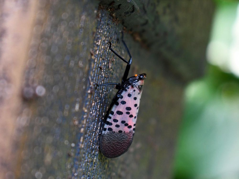 Spotted lanternfly