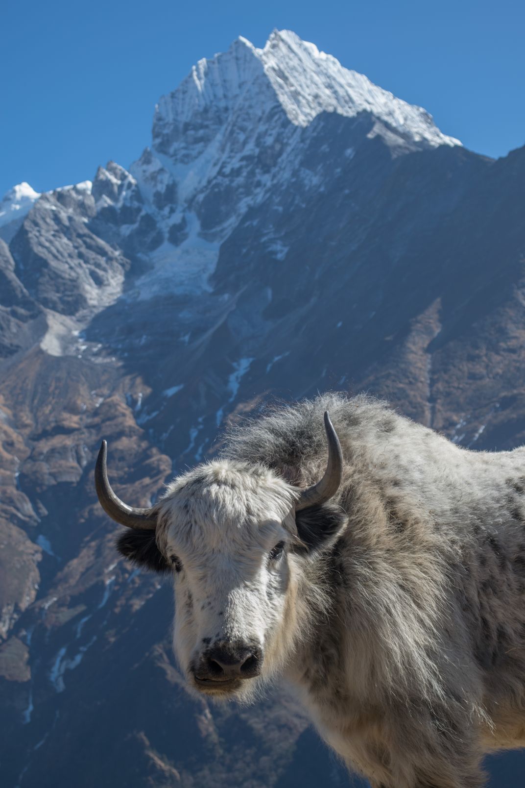 A yak in the Everest Region | Smithsonian Photo Contest | Smithsonian ...