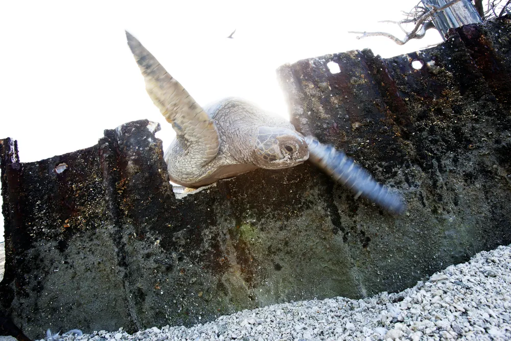 Trapped Hawaiian Green Sea Turtle