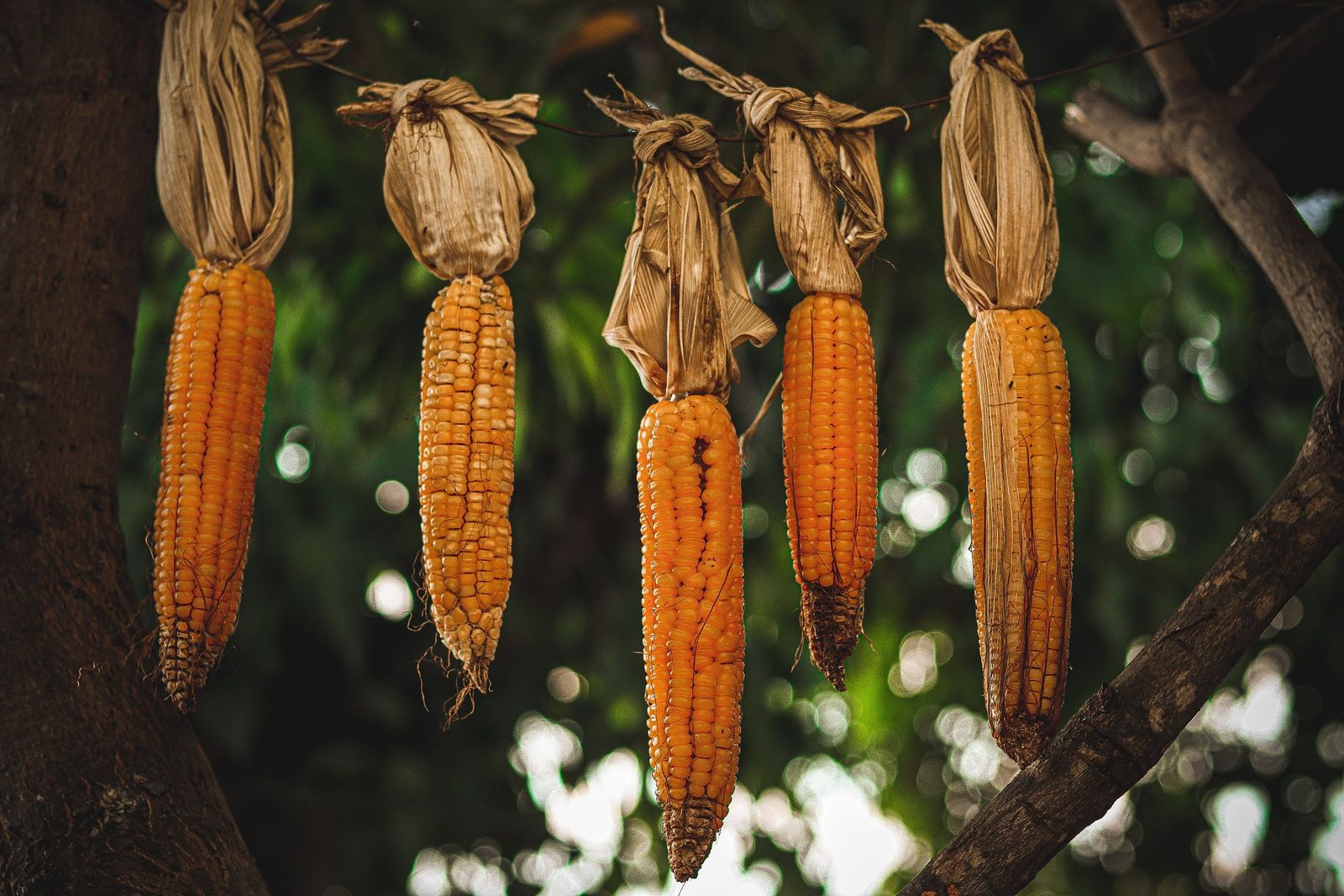 Photo of Un nuevo estudio demuestra que los migrantes trajeron maíz a Maya  Noticias inteligentes