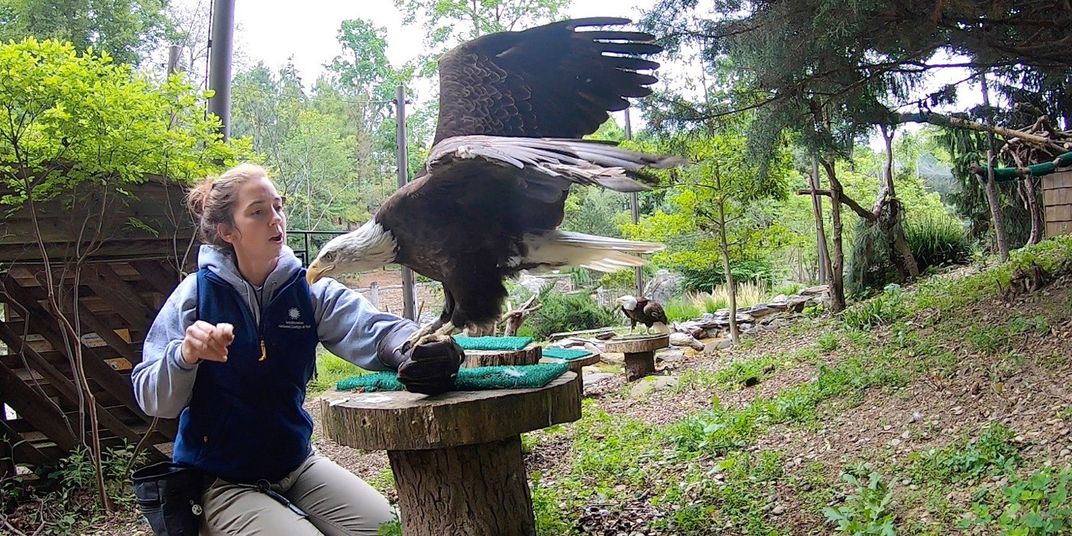 Animal keeper, Ashley Graham, crouches next to a wooden stool-like perch. Her left arm rests on the perch. Male bald eagle, Tioga, perches on Ashley's arm with his wings spread, facing her.