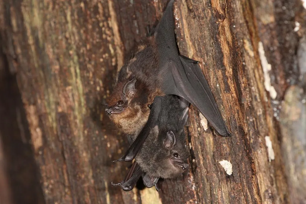 Bats Babble