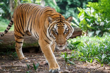 A Malayan tiger like this one was diagnosed with COVID-19 at the Bronx Zoo.