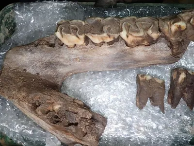 A partial woolly rhinoceros mandible with several teeth still attached.