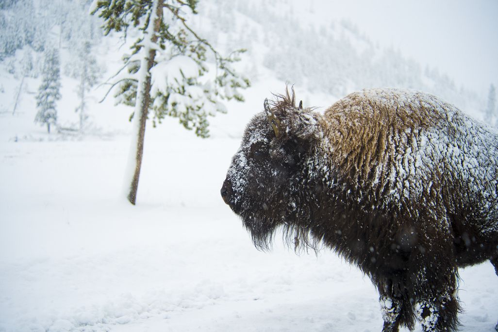 07_31_2014_bison.jpg