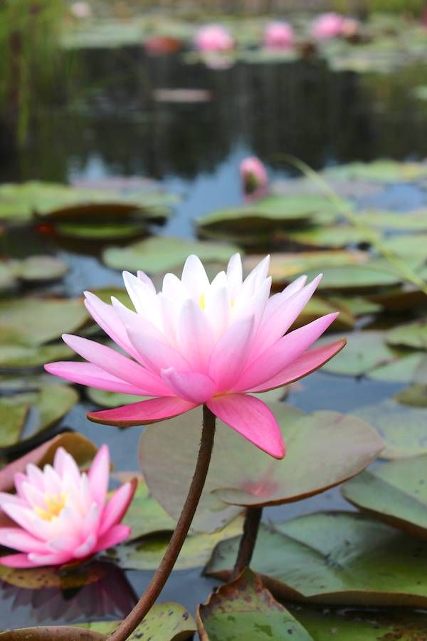 Lily flowers in Stonington Maine Smithsonian Photo Contest