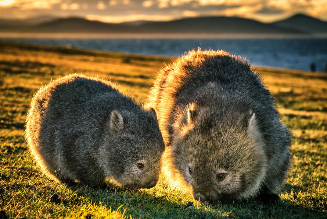 You Can Visit This Australian Island, but Only if You Pledge to Skip the  Wombat Selfie | Smart News| Smithsonian Magazine