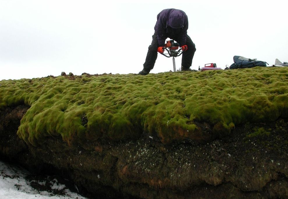 moss