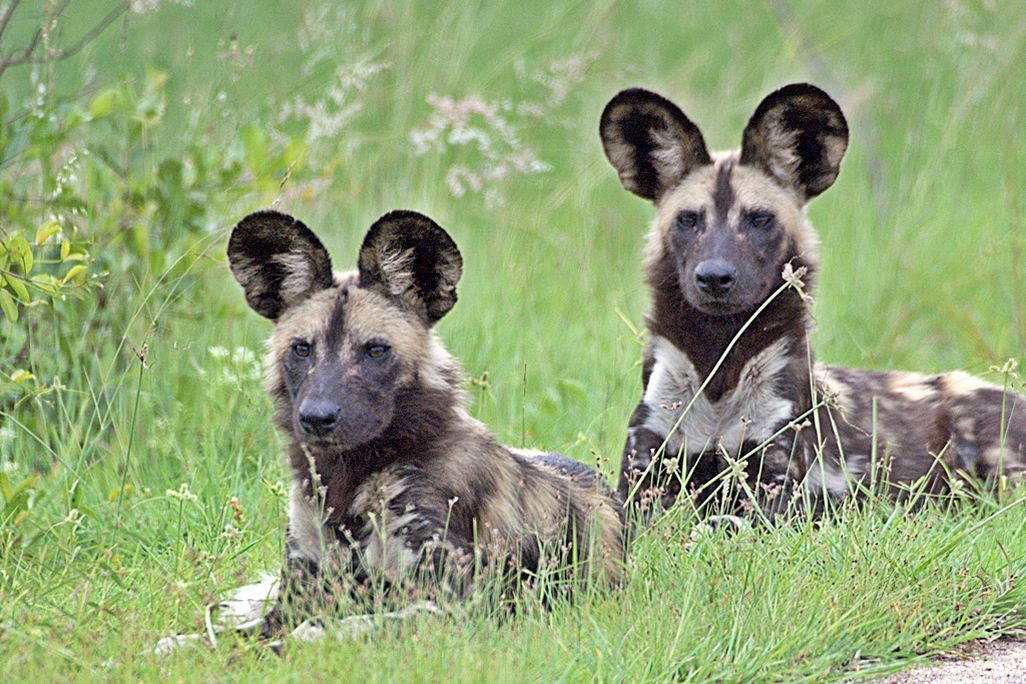 Two African wild dogs in the grass