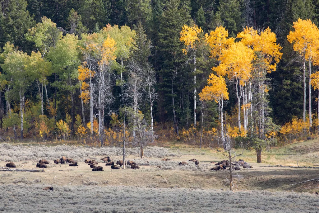 Yellow and green aspen trees near a herd of bison