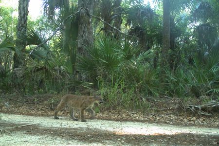 One of the panther kittens photographed with trail cameras north of Florida's Caloosahatchee River 