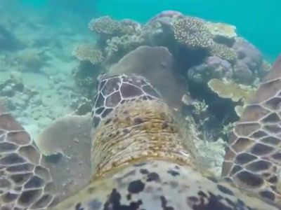 In a new video released by the WWF, viewers can glide through the Great Barrier Reef on the back of a sea turtle. 