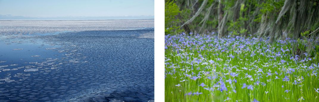 Pancake ice in Spitsbergen next to irises in Louisiana