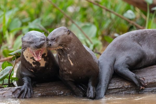 Giant Otter Telling a Joke thumbnail