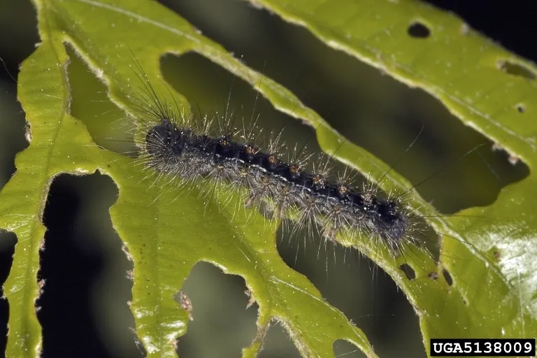 A spongy moth caterpillar on a leaf