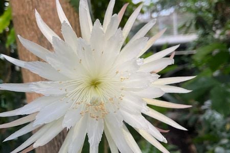 While blooming, the Amazonian cactus releases a unique sweet scent similar to honeysuckles and gardenias, but that scent is short-lived and turns foul after two hours. 
