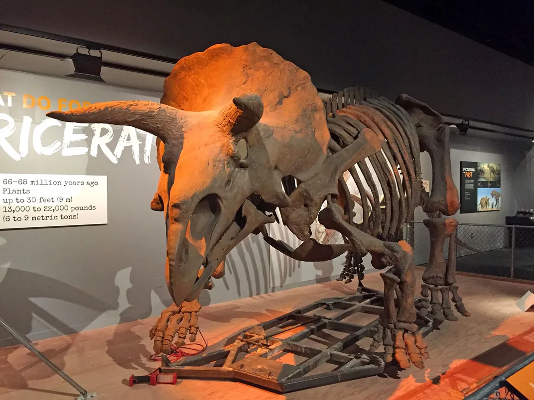 Triceratops Skeleton