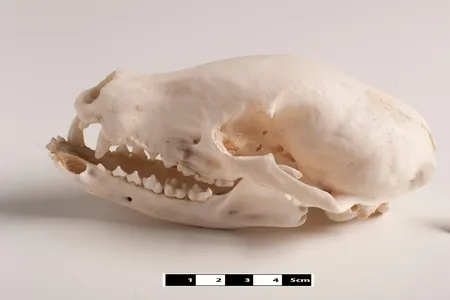 Specimen of a dog skull
