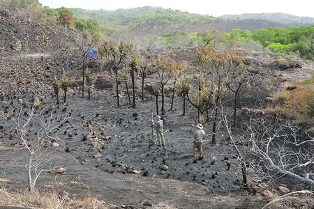 The newly discovered banana cultivation site