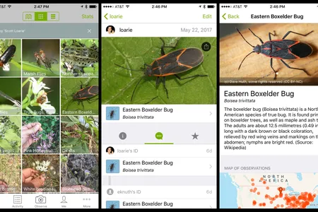 Screenshots from the iNaturalist app, which uses "deep learning" to automatically identify what bug—or fish, bird, or mammal—you might be looking at.