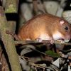 tree_rat_tremarctos.jpg