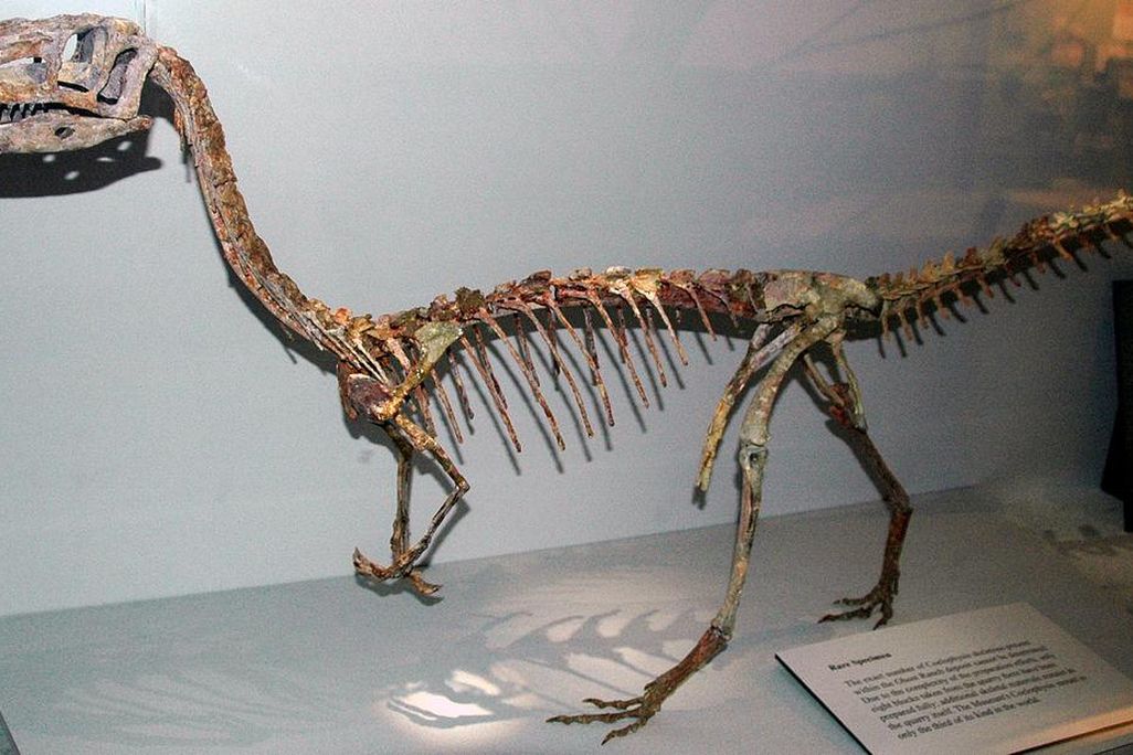 Theropod