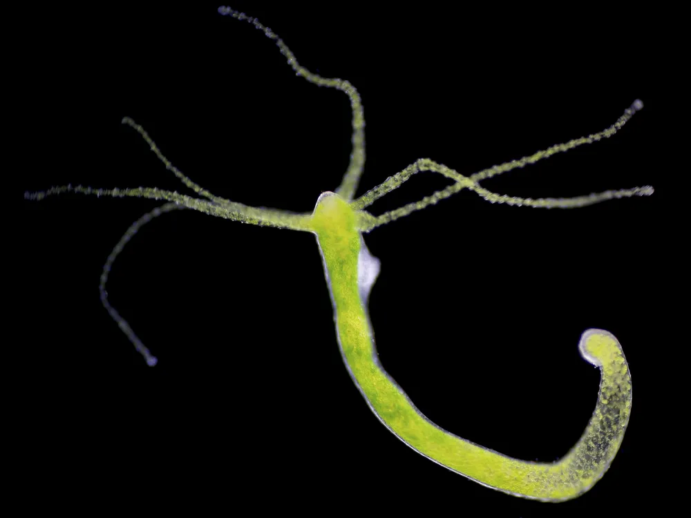 A long green tubular animal with tentacles at one end against a black backdrop