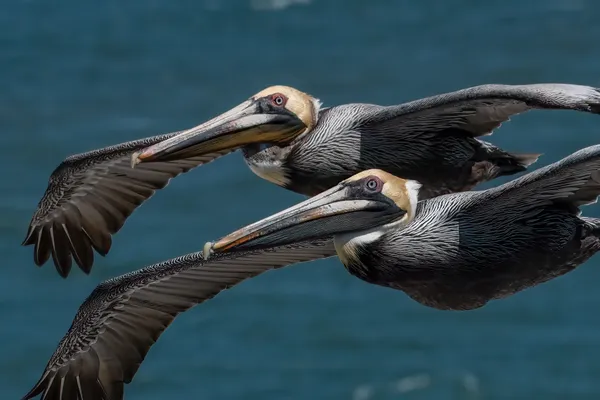 Brown Pelicans in flight formation. thumbnail