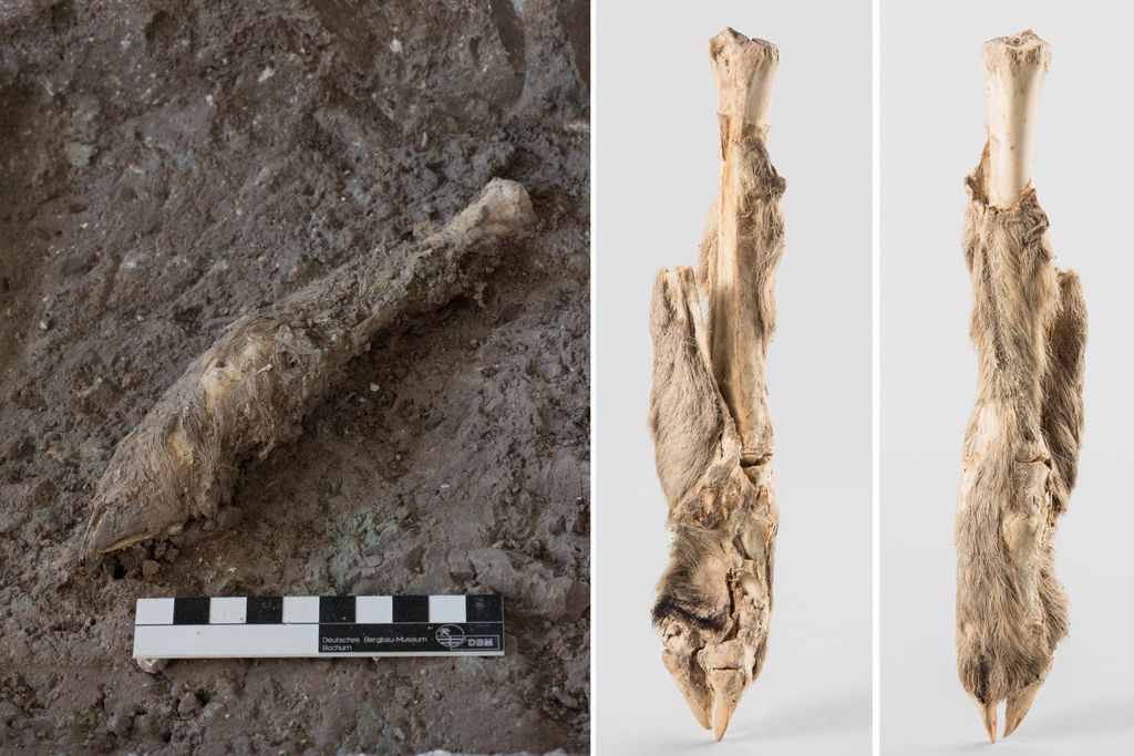 Mummified sheep leg