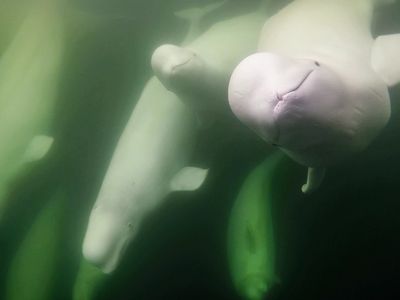 Belugas head to Hudson Bay in the summer in droves to eat, molt and give birth.