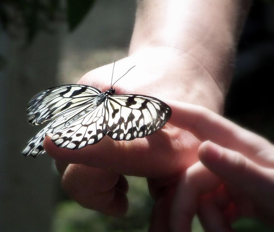 Butterfly Kiss Smithsonian Photo Contest Smithsonian Magazine