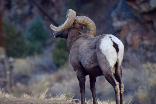 A Ram in the Mountains of CO thumbnail