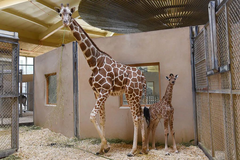 One large giraffe next to one small giraffe